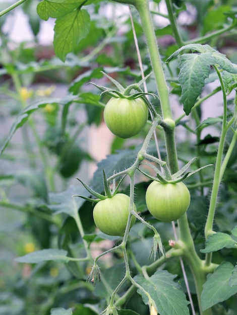 Zielone pomidory rosną na gałęzi w szklarni