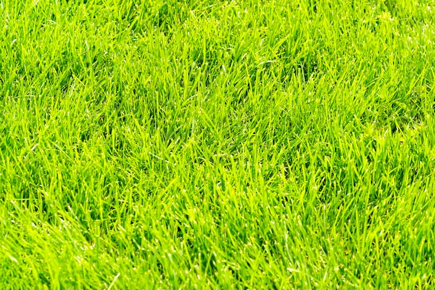 Zielone przycięte tło trawnika