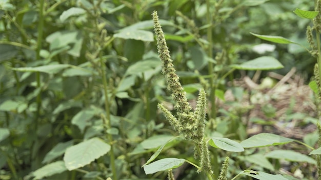 Zielone rośliny i kwiaty Amaranthus powellii znany również jako Powells amarantus szarłat gładki zielony amarantus