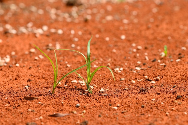 Zdjęcie zielone rośliny rosnące na czerwonej pustyni