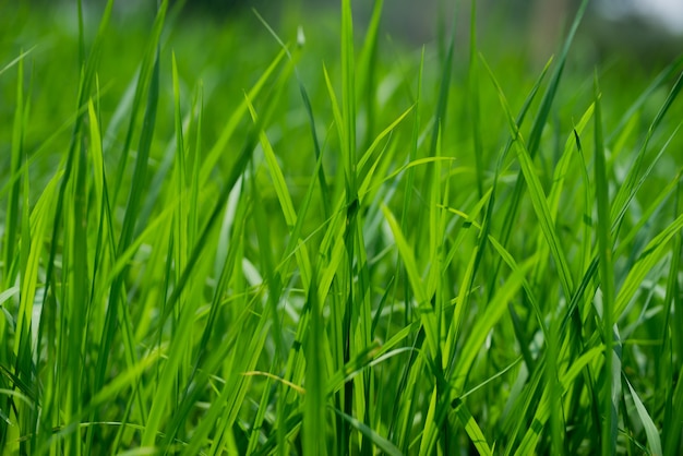 Zielone rośliny ryżu na polu