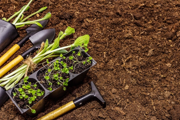 Zielone rozsady i ogrodowi narzędzia na glebowym tle. Gotowy do sadzenia w otwartym terenie. Koncepcja pielęgnacji roślin