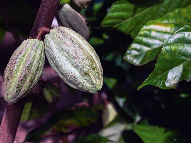 Zielone strączki kakaowe rosną na drzewach Drzewo kakaowe Theobroma kakao z owocami Surowe drzewo kakaowe