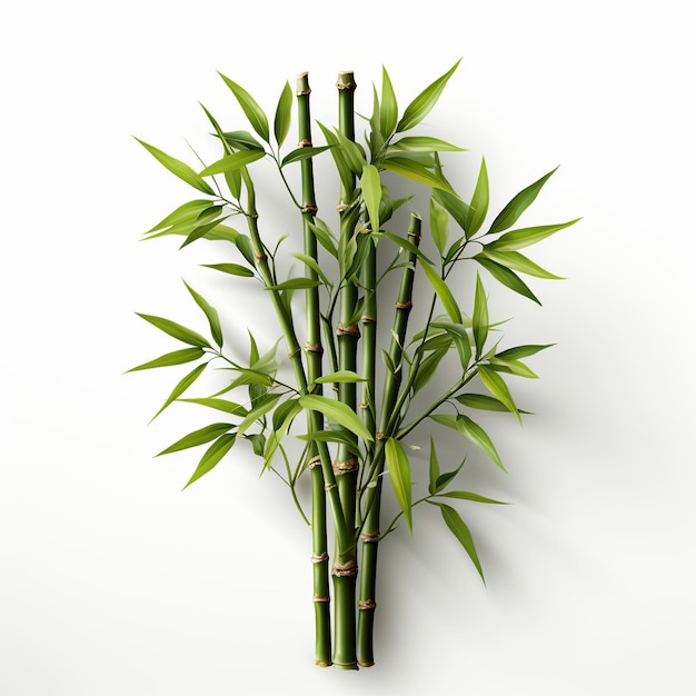 Zdjęcie zielone świeże drzewo bambusowe na białym tle