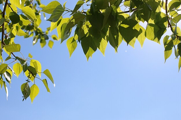 Zielone, świeże liście drzew na czystym, błękitnym niebie