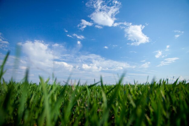 Zielone świeże pole i błękitne niebo z chmurami
