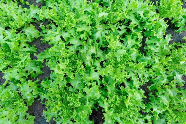 Zielone tango warzywo świeże organiczne na tle widoku z góry