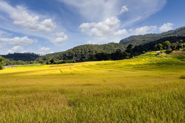 Zielone tarasowe pole ryżowe w Mae Klang Luang, prowincja Chiang Mai, Tajlandia