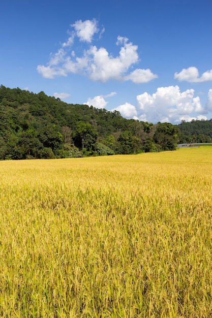 Zielone tarasowe pole ryżowe w Mae Klang Luang, prowincja Chiang Mai, Tajlandia