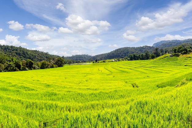 Zielone tarasowe pole ryżowe w Mae Klang Luang, prowincja Chiang Mai, Tajlandia