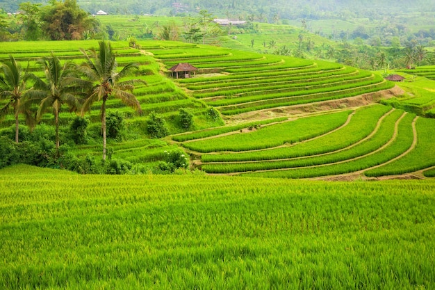 Zielone Tarasy Ryżowe Jatiluwih W Pobliżu Ubud, Bali, Indonezja