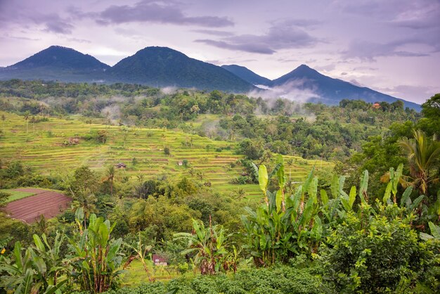 Zielone tarasy ryżowe na Bali w Indonazji Piękny naturalny krajobraz