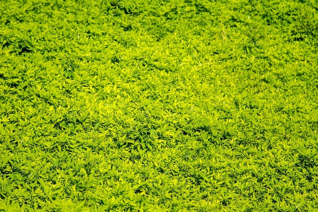 Zielone tło dzikiego runa leśnego polana trawy Bidens