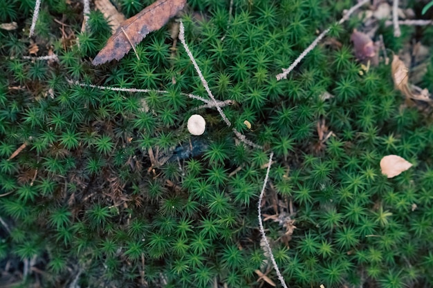 Zielone tło lasu botanicznego