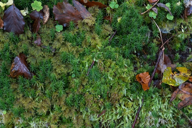 Zielone tło lasu botanicznego