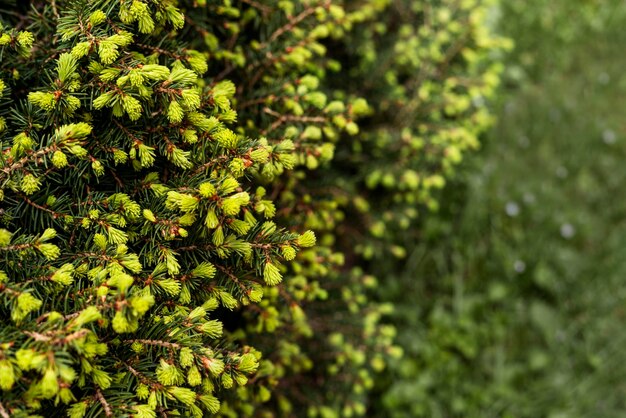 Zdjęcie zielone tło rośliny z drzewem iglastym z młodymi wiosennymi gromadkami igieł świerka lub cedru