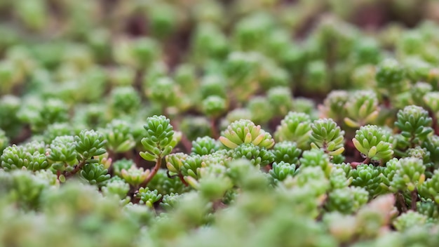 Zielone tło z małymi sukulentami sedum w tle przyrody ogrodowej