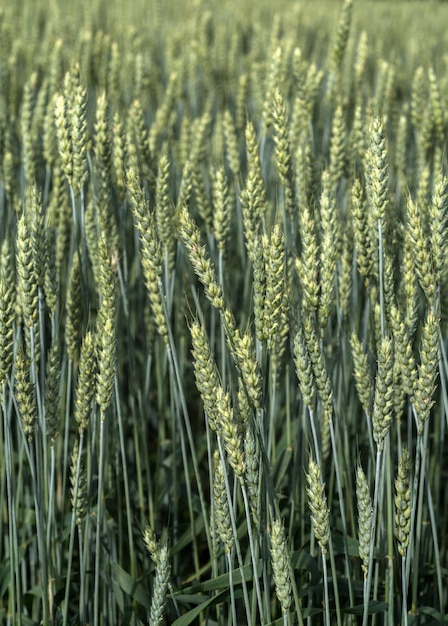 Zdjęcie zielone uszy pszenicy dojrzałe na polu zbożowym w lecie