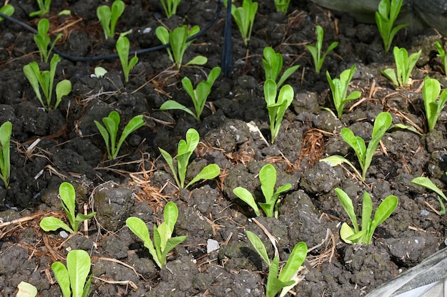 Zielone warzywa liściaste Szkółka zielonych warzyw w rolnictwie ekologicznym z dwoma rolnikami zasiewa nasiona w tle gleby selektywnie skupiając się