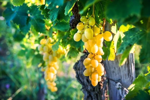 Zielone Winogrona Na Gałęzi Winorośli Winnica O Zachodzie Słońca Krasnodarski Region Noworosyjsk