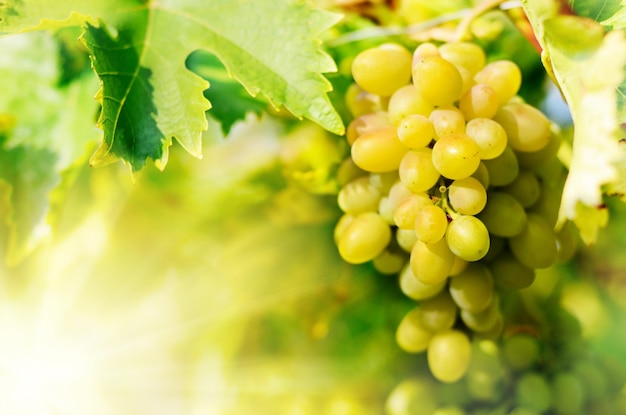 Zielone winogrona na winorośli