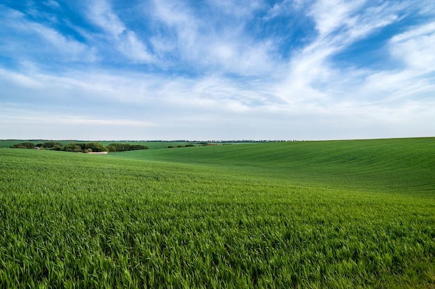 Zielone wzgórza pola z pszenicą ozimą i pięknym niebem