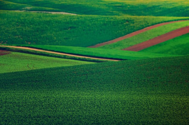 Zielone Wzgórza Z Polami Nadającymi Się Do Tła Lub Tapet Naturalny Krajobraz Sezonowy Południowe Morawy Czechy