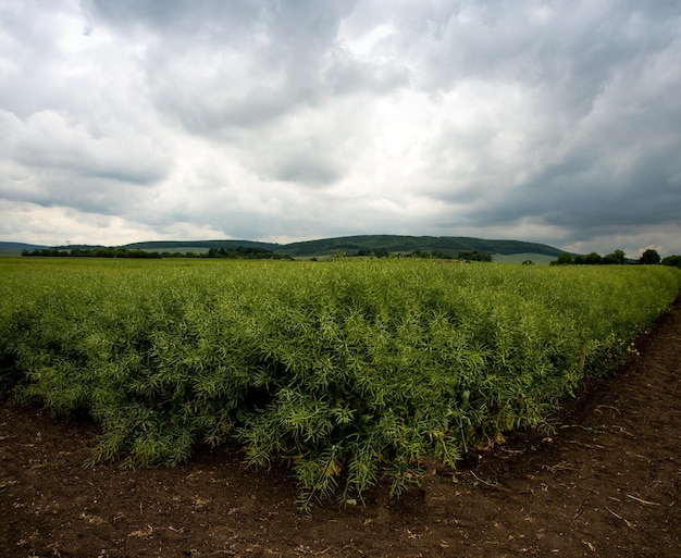 Zdjęcie zielone ziarno rzepaku w rogu dojrzewające strąki burzliwe piękne chmury