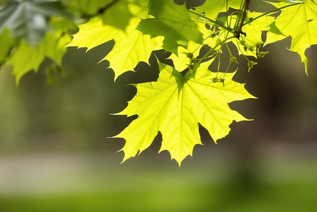 Zielone żywe drzewo słoneczny wiosenny dzień kanadyjski charakter tła