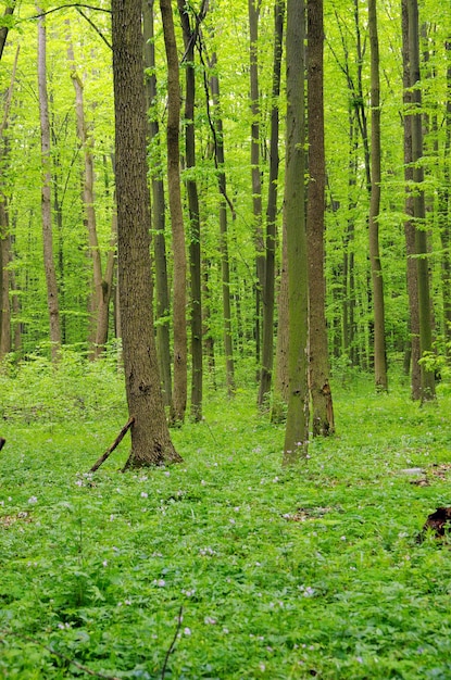 zielonego lasu