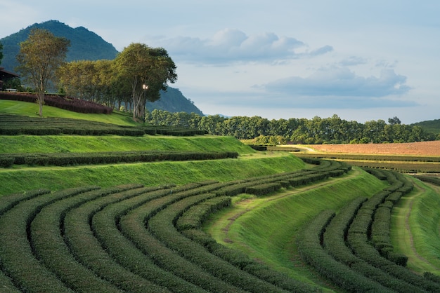 Zielonej Herbaty Gospodarstwo Rolne Przy Chiang Raja, Tajlandia