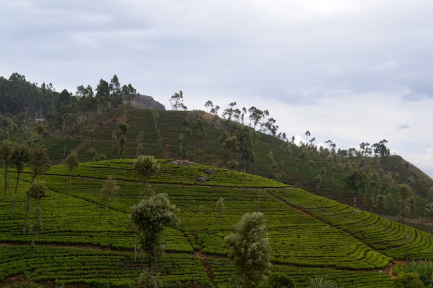 Zielonej Herbaty Uprawy I Mgła W Haputale, Sri Lanka