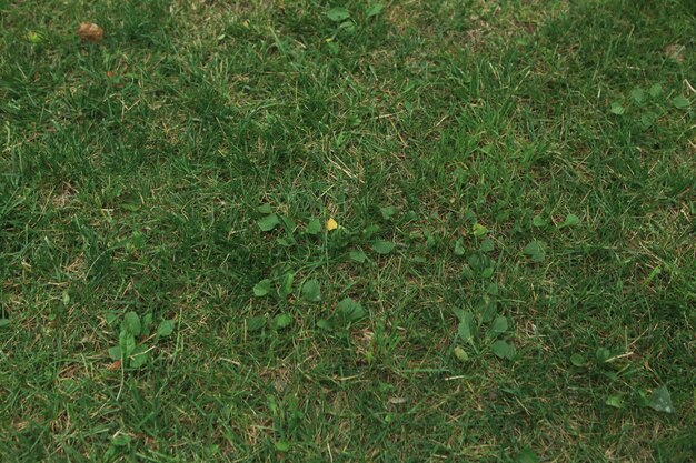 Zielonej sztucznej trawy naturalny tło