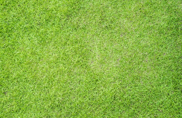 Zielonej trawy tekstury tło dla wiosny lub lata