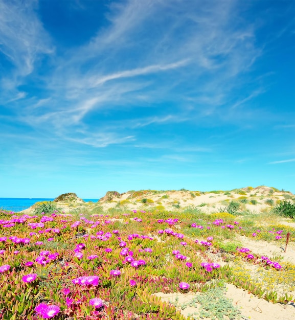 Zielono-różowy brzeg w Platamona Sardinia