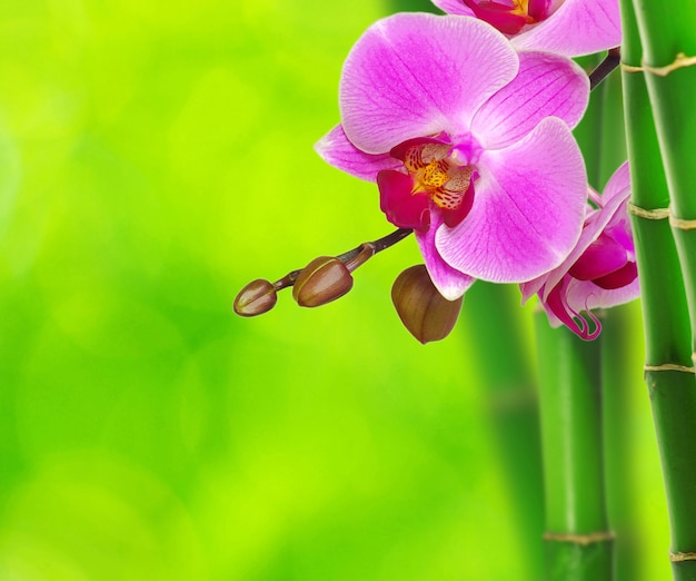 Zielony bambus i orchidea