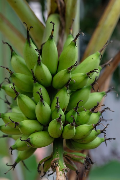 zielony banan pani palec. niedojrzały banan. Musa acuminata 'Lady Finger'. wiszące na pniu banana.
