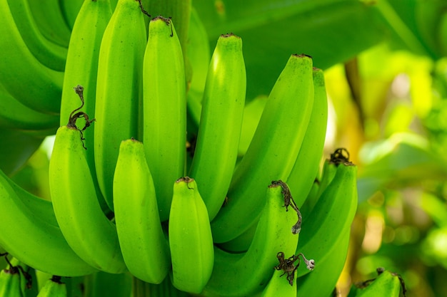 zielony banan, rolnik mając zielony banan na farmie. Food business gospodarstwo ekologiczne koncepcja.