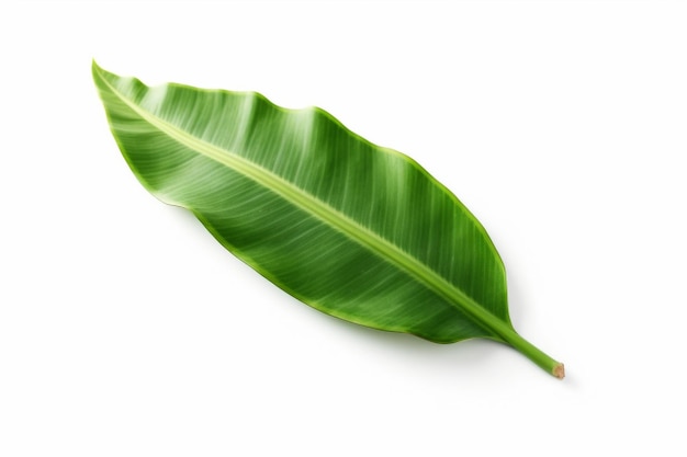 Zielony bananowy liść odizolowywający na białym tle