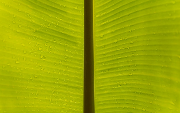 Zielony bananowy liść tła abstrakt