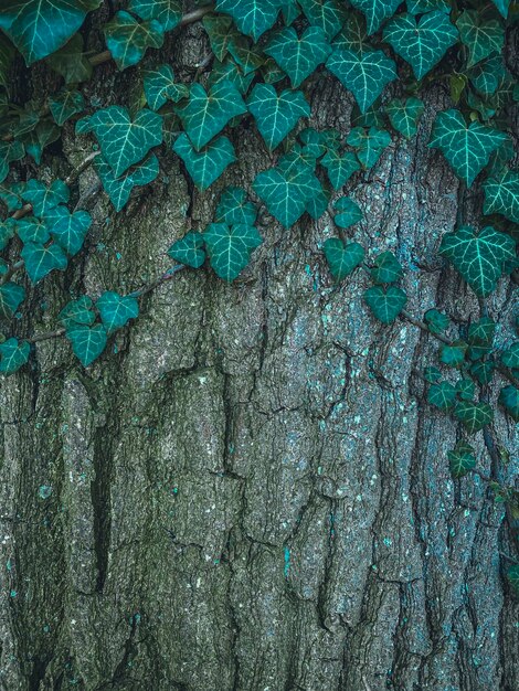 Zielony bluszcz rosnący na korze drzewa Naturalne tło