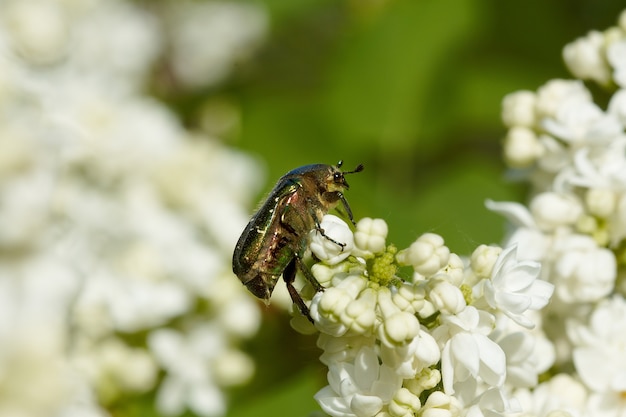 Zielony chafer na białym lilym kwiacie