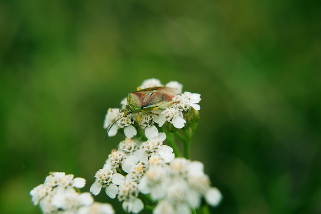 zielony chrząszcz vanyuchka on jest robalem śmierdzący robak siedzi na białych kwiatach Zbliżenie Należy do rzędu Hemiptera suborder bug family Pentatominae