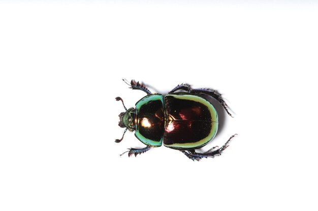 Zdjęcie zielony chrząszcz z czerwonym paskiem na grzbiecie