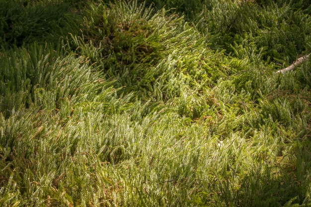 Zielony Dywan Sztywnego Mechu Klubowego Lub Przerwanego Mechu Klubowego - Lycopodium Annotinum - W Lesie