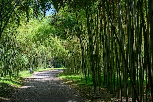 Zielony gaj bambusa z słońcem między pniami Sukhumi Botanical Garden