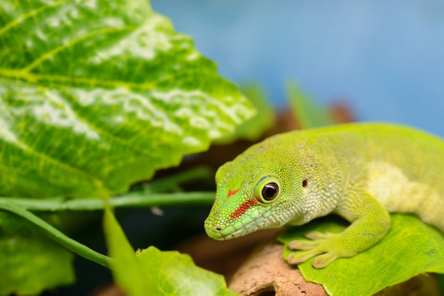 Zielony gekon (Phelsuma grandis) ogląda list.