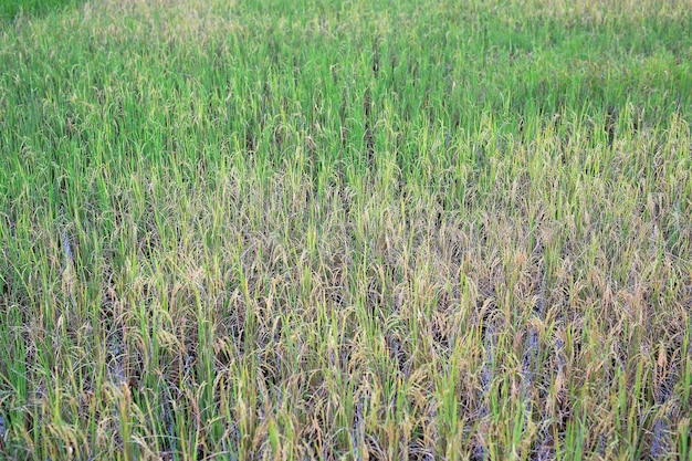 Zielony i żółty ryż niełuskany w tajlandii pola