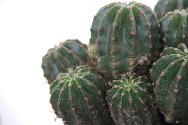 zielony kaktus na białym tle