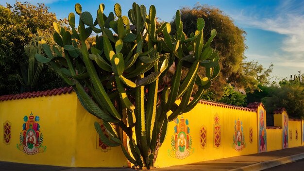 Zdjęcie zielony kaktus na żółtej ścianie w meksyku